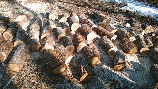 Cut the logs