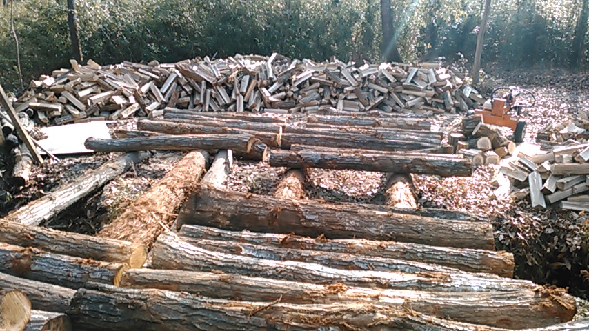 Logs and split trees